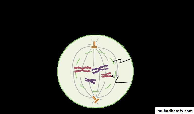 Cell cycle