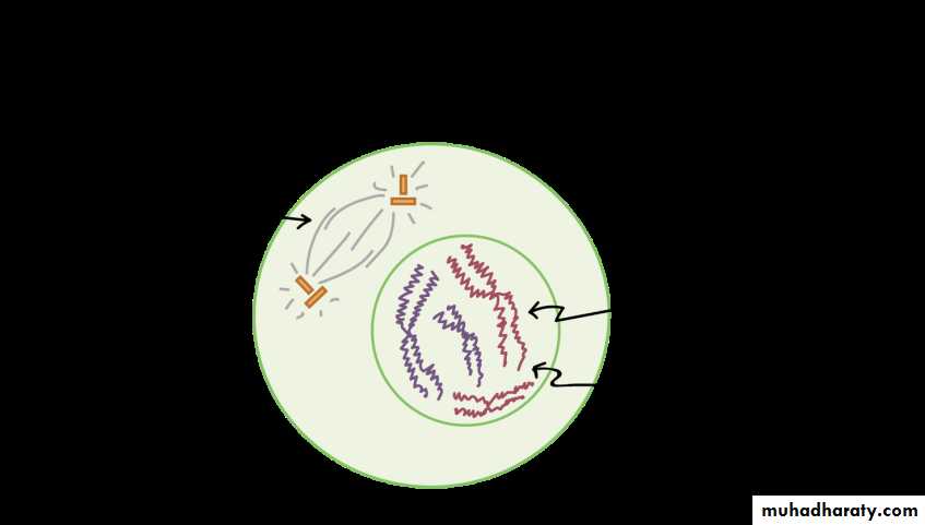 Cell cycle