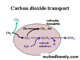 Transport of Carbon Dioxide in the Blood