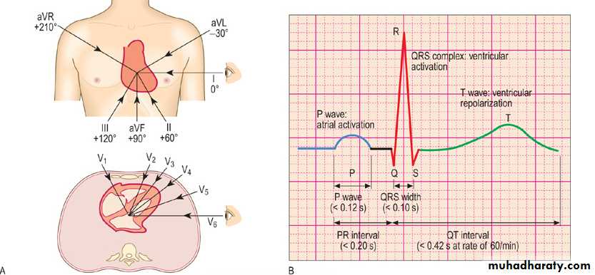 Medical terminology lecture 1
