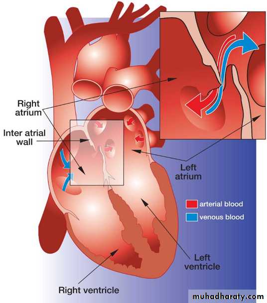 The cardiovascular system