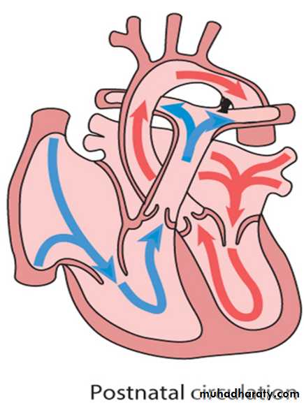 The cardiovascular system