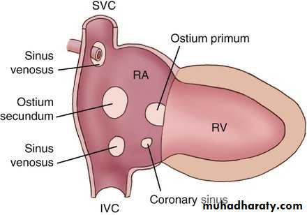 The cardiovascular system