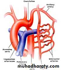 The cardiovascular system