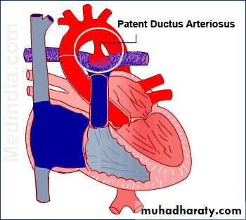 The cardiovascular system
