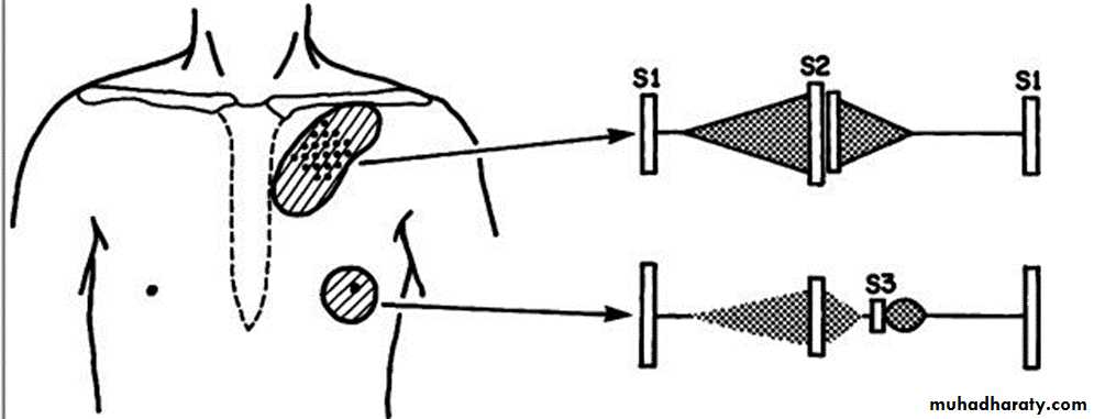 The cardiovascular system