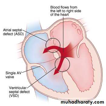 The cardiovascular system