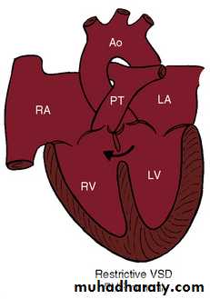 The cardiovascular system