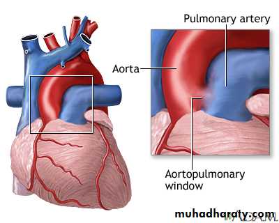 The cardiovascular system