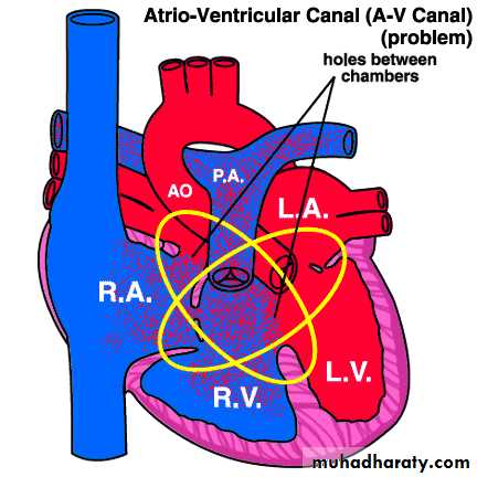 The cardiovascular system