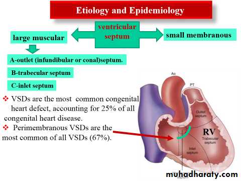 The cardiovascular system