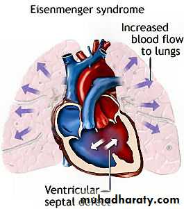 The cardiovascular system