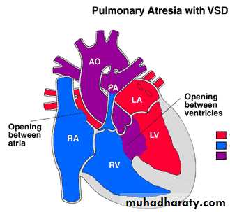 The cardiovascular system