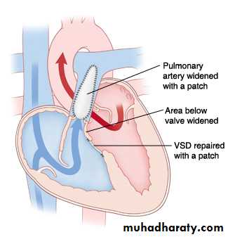 The cardiovascular system