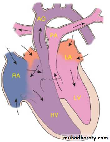 The cardiovascular system