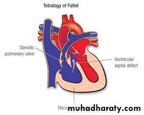 The cardiovascular system