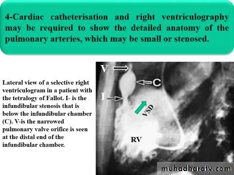 The cardiovascular system