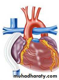 The cardiovascular system