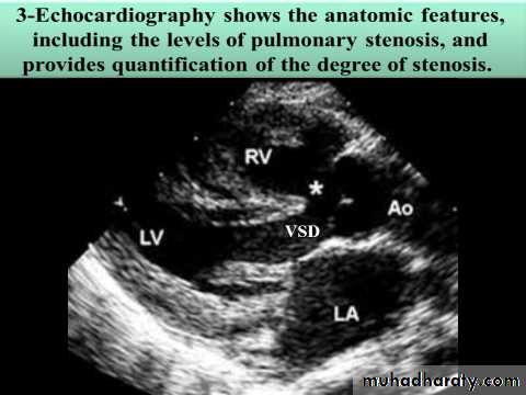 The cardiovascular system