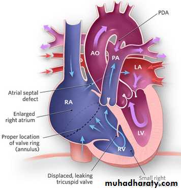 The cardiovascular system