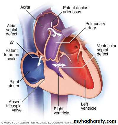 The cardiovascular system