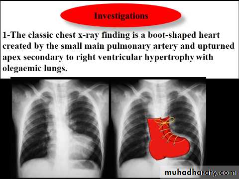 The cardiovascular system