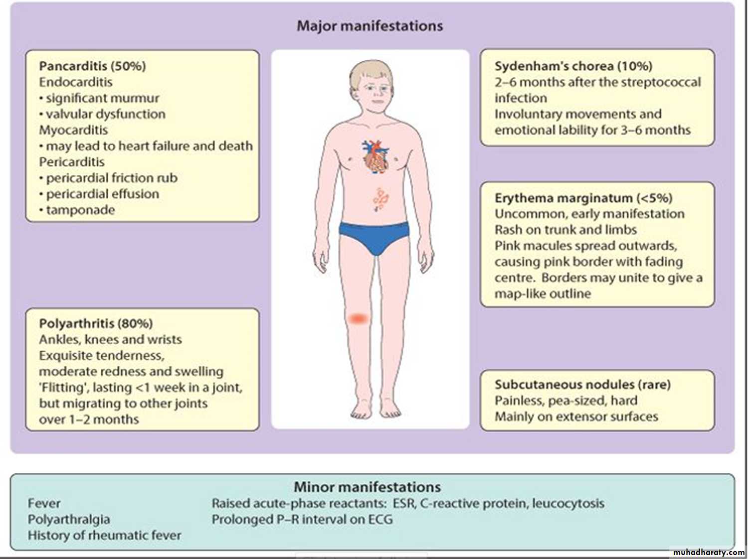 The cardiovascular system