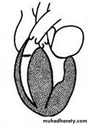 The cardiovascular system