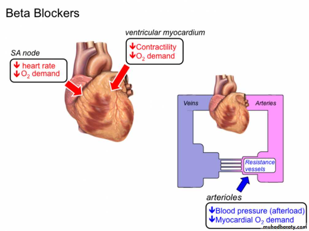 The cardiovascular system