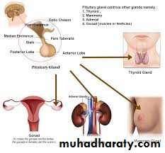 History and examination in Gynecology