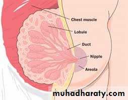 History and examination in Gynecology