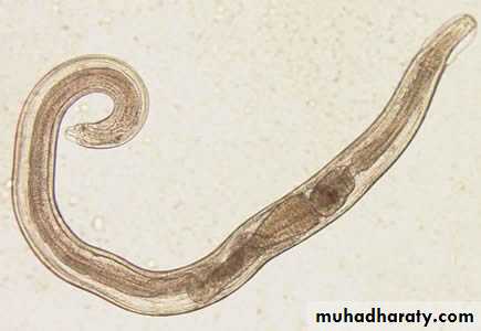 History and examination in Gynecology