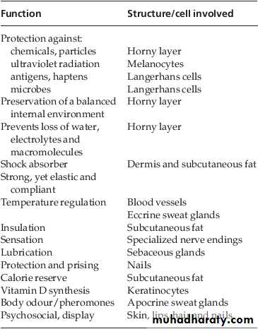 skin introduction word