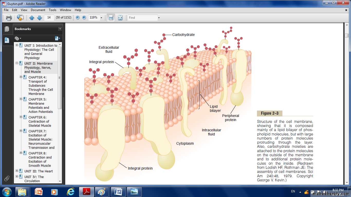 Cell physiology