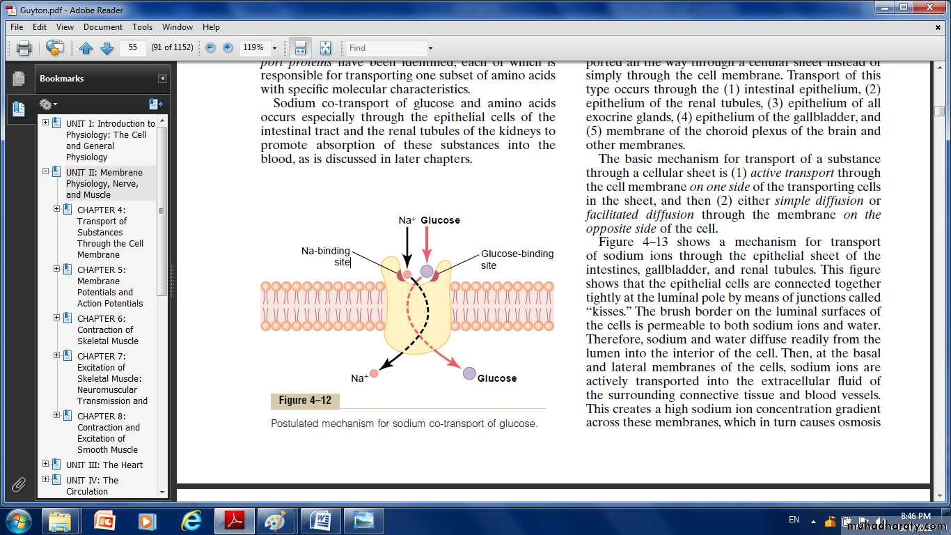 Cell physiology