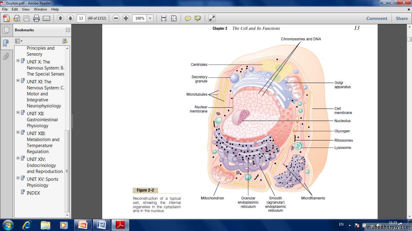 Cell physiology