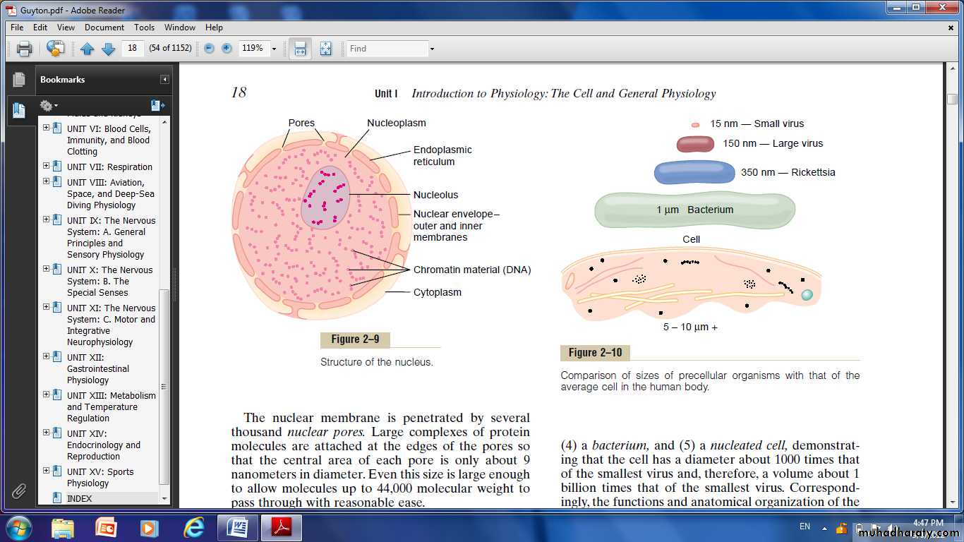 Cell physiology