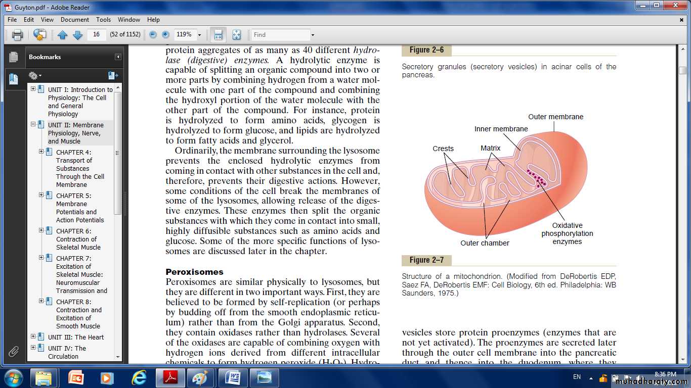 Cell physiology