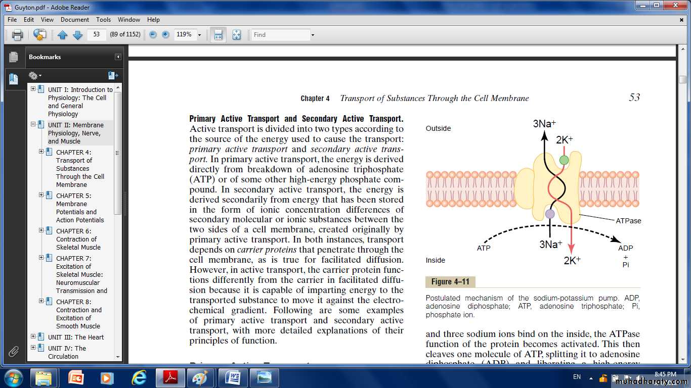 Cell physiology