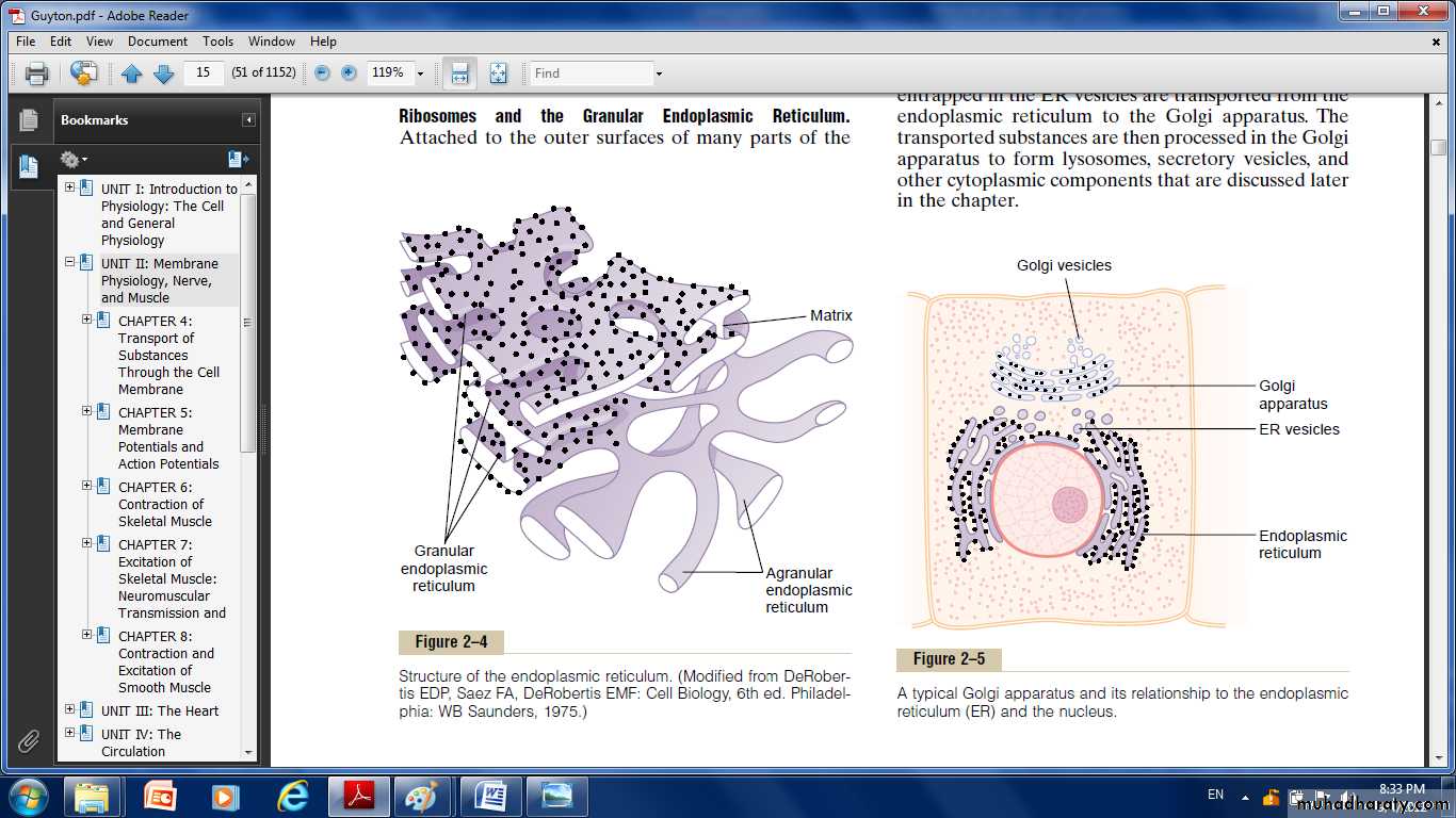 Cell physiology