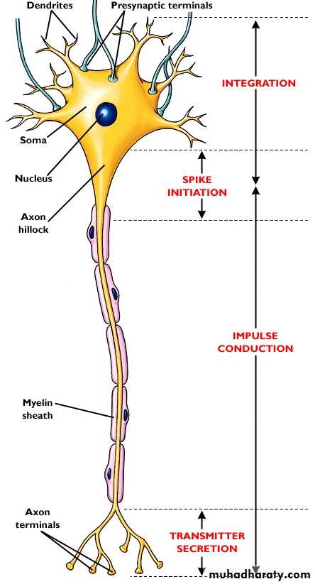 Action potential