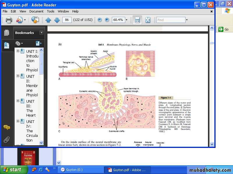 Action potential