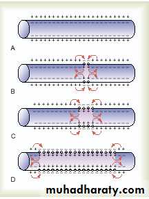 Action potential
