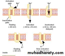 Action potential