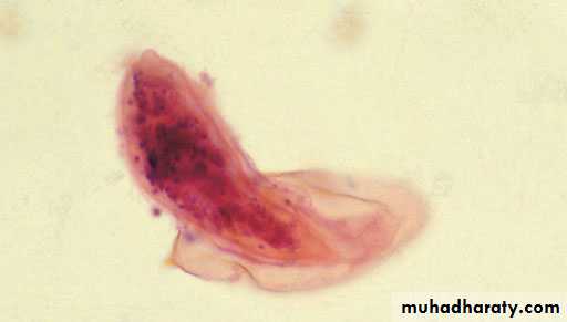 Urology