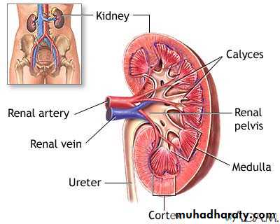 Urology