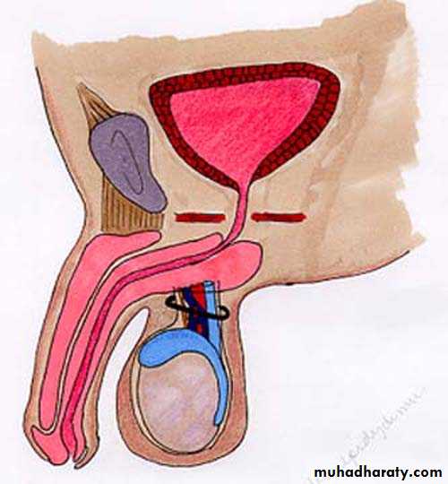 Urology