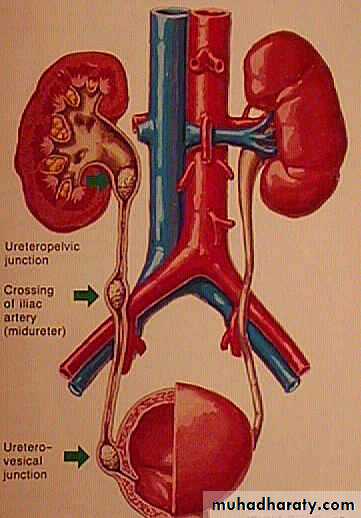 Urology