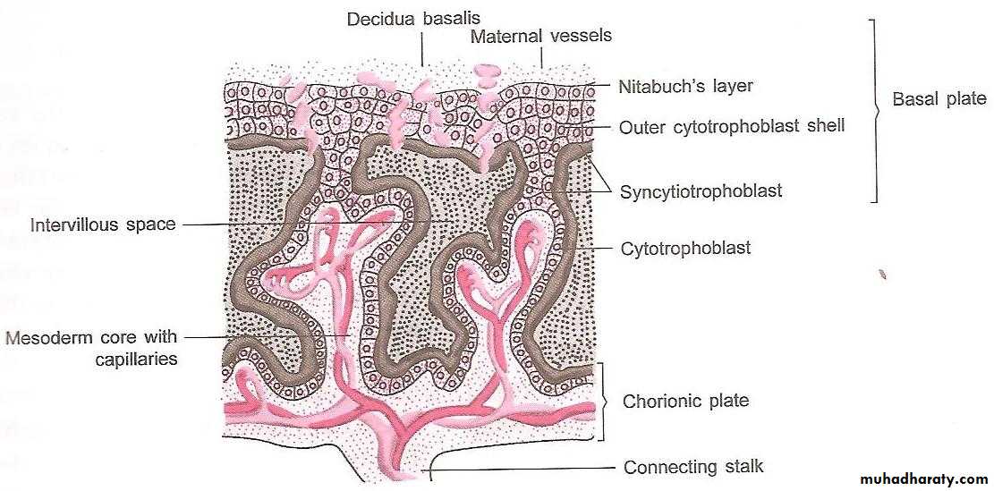 The placenta