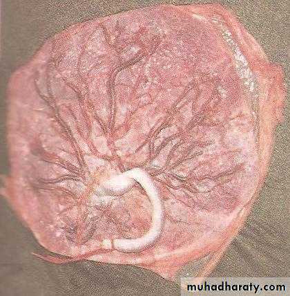 The placenta